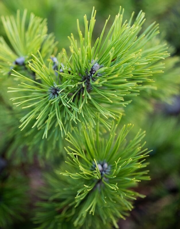 Сосна горная Швайзер Турист